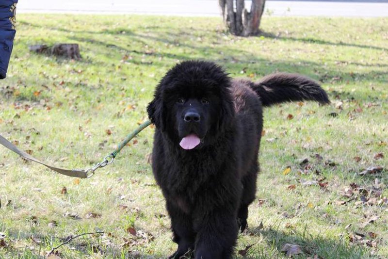 Фото: ньюфаундленд Черная Мафия Ше ис а Ладу (Chernaya Mafia She is a Lady)
