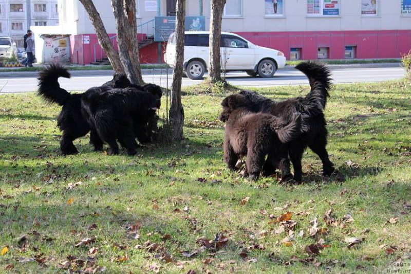 Фотография № 166460