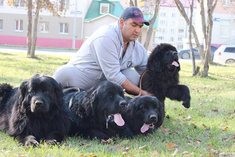 Фото: ньюфаундленд Донатс Прайд Бетти Тетчер, ньюфаундленд Черная Мафия Маттер оф Тиме (Chernaya Mafia Matter of Time), ньюфаундленд Эврика из Антаграда, ньюфаундленд Черная Мафия Ше ис а Ладу (Chernaya Mafia She is a Lady)