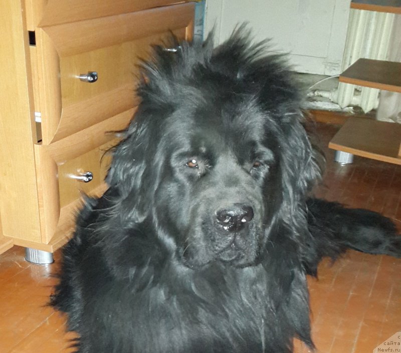 Фото: ньюфаундленд Черная Мафия Зип Ароунд (Chernaya Mafia Zip Around)