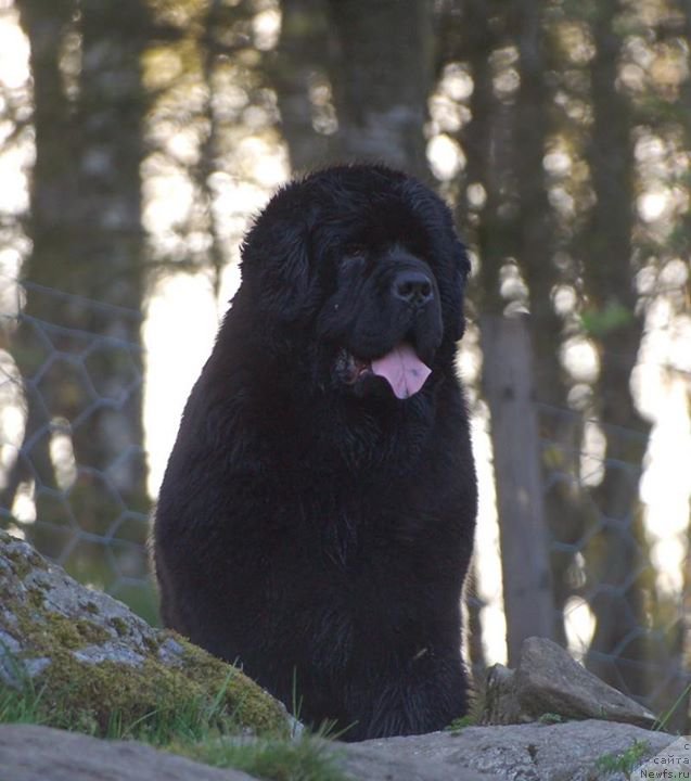Фото: ньюфаундленд Ohoi's Come Fly With Me
