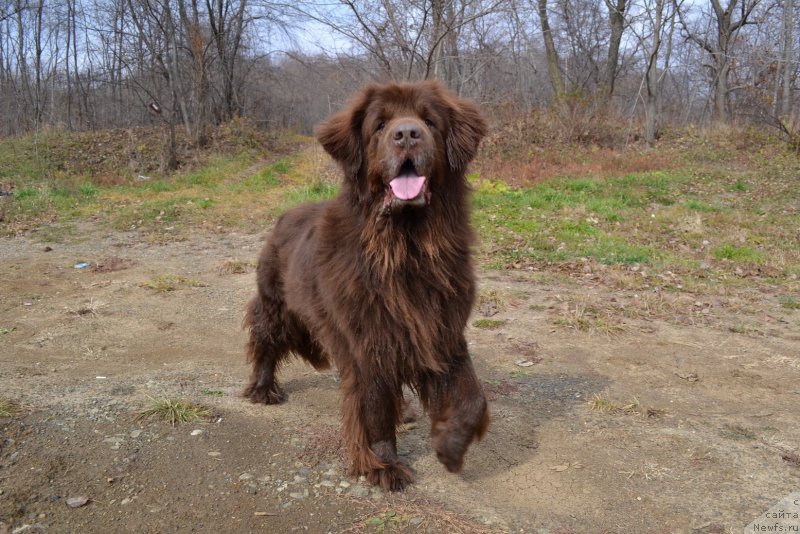 Фото: ньюфаундленд Аркадия Виват Арбона