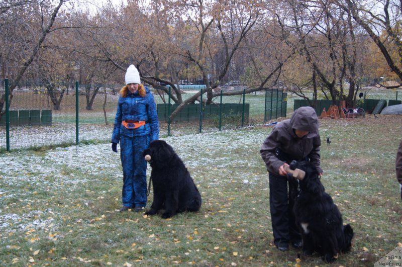 Фото: Елизавета Сафиуллина, ньюфаундленд Giacomo vom Darius Land, Лариса Кутина, ньюфаундленд Белкондер-Клаб Угли-Бугли (Belkonder-Club Ugli-Boogli)
