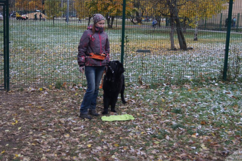Фото: Ирина Складнова, ньюфаундленд Черный Чанк с Берега Дона (Chernyj Chank s Berega Dona)