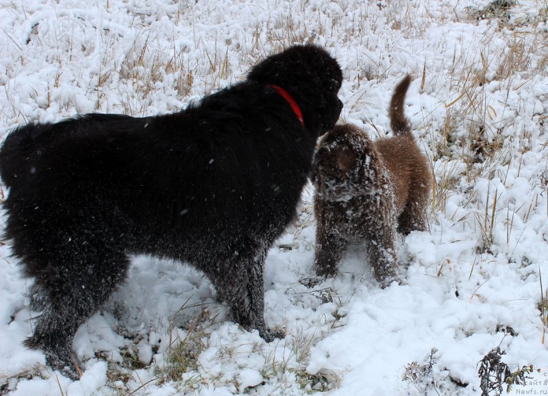 Фото: ньюфаундленд Мерседес Вялiкi Мядзведзь (Mercedes Vialiki Miadzvedz), ньюфаундленд Браунблад МСК Хаиес Хаго (Brownblood MSK Hayes Hago)
