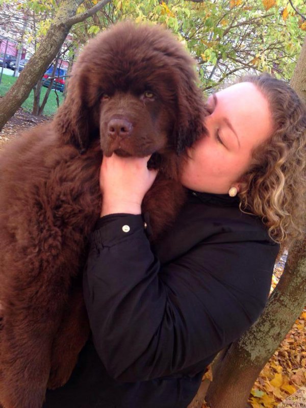 Фото: ньюфаундленд Браунблад МСК Хаиес Хаго (Brownblood MSK Hayes Hago)