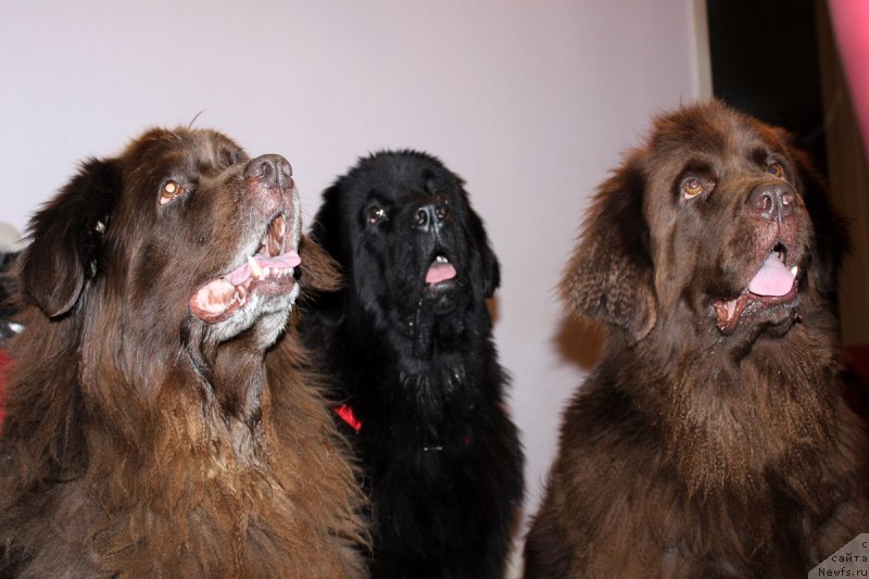 Фотография № 166692