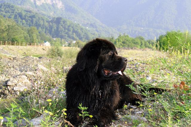 Фото: ньюфаундленд Потап Фидель