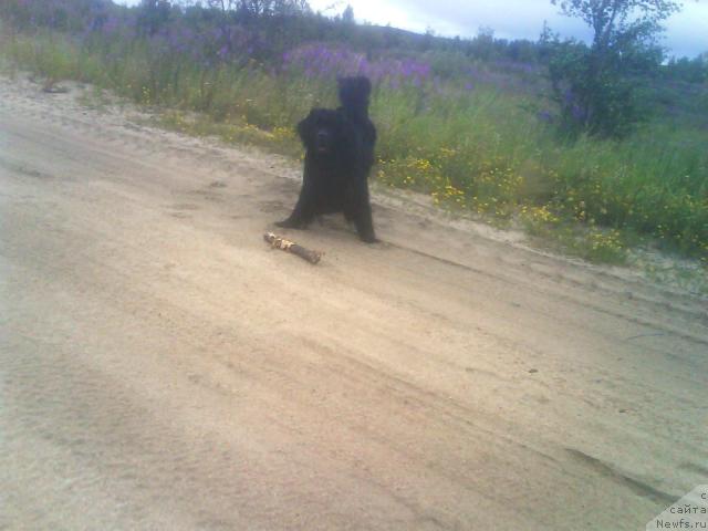 Фото: ньюфаундленд Бавария