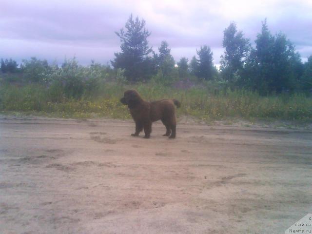 Фото: ньюфаундленд Зенон Зачарованный Принц