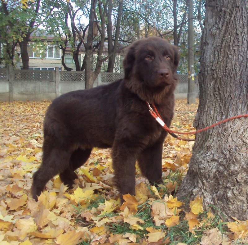 Фото: ньюфаундленд Big Sky Bear Kio Key