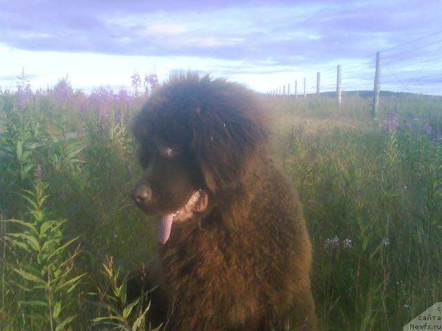 Фото: ньюфаундленд Зенон Зачарованный Принц