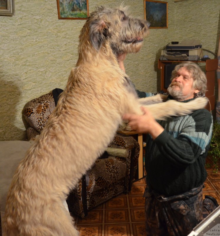 Фото: ньюфаундленд Сент Джонс Орфей