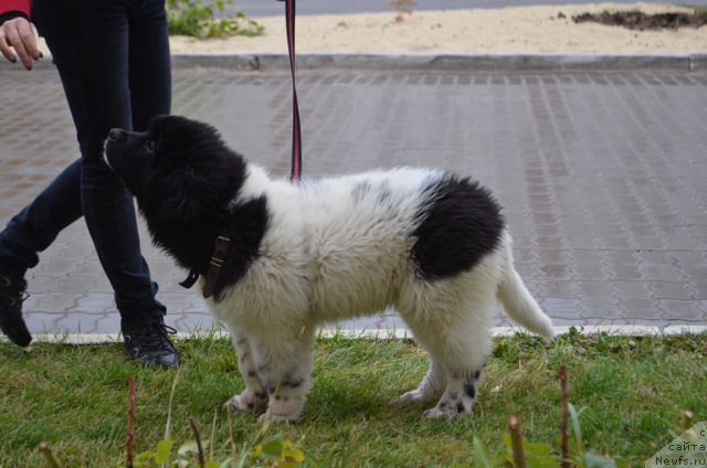 Фото: ньюфаундленд Сказочная Кроха Шампань