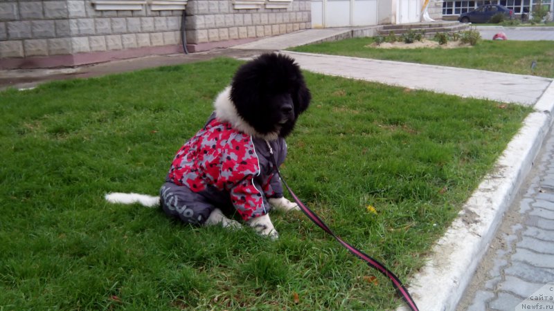 Фото: ньюфаундленд Сказочная Кроха Шампань