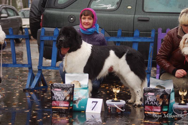 Фото: ньюфаундленд Флюфи Аваланч Панацея