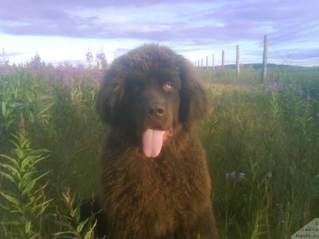 Фото: ньюфаундленд Зенон Зачарованный Принц