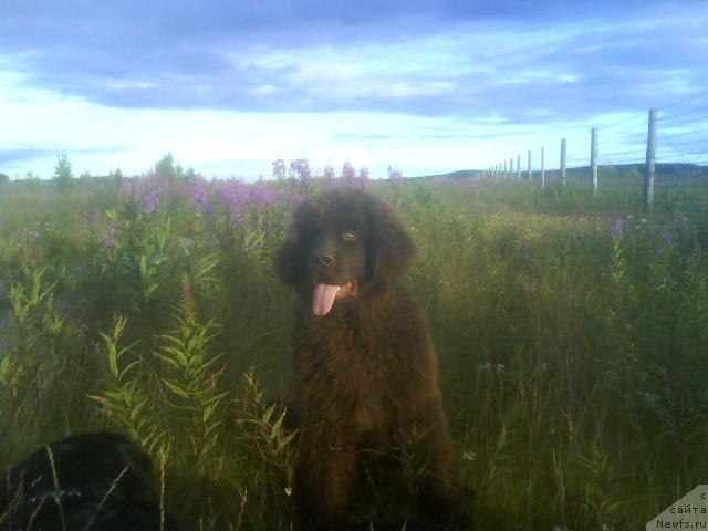 Фото: ньюфаундленд Зенон Зачарованный Принц