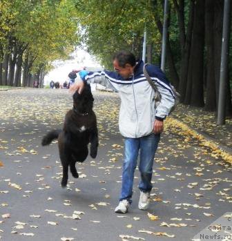 Фото: ньюфаундленд My Frend Newfy' Abigail Miss Churchill