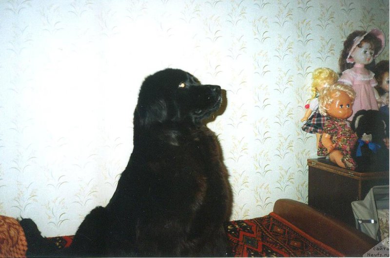 Фото: ньюфаундленд Ассоль Бетт Росс