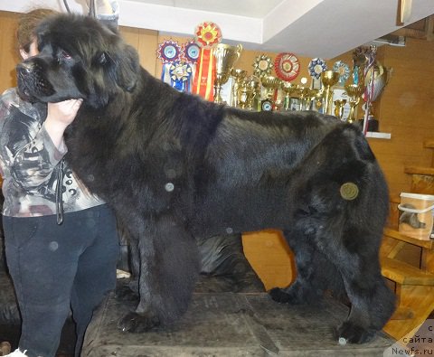 Фото: ньюфаундленд Ньюфорт Царская Дочь