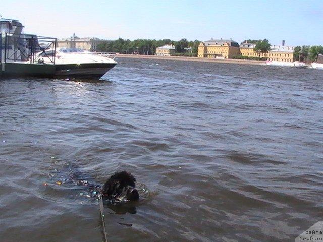 Фото: ньюфаундленд Талула Белл (Talula Bell)