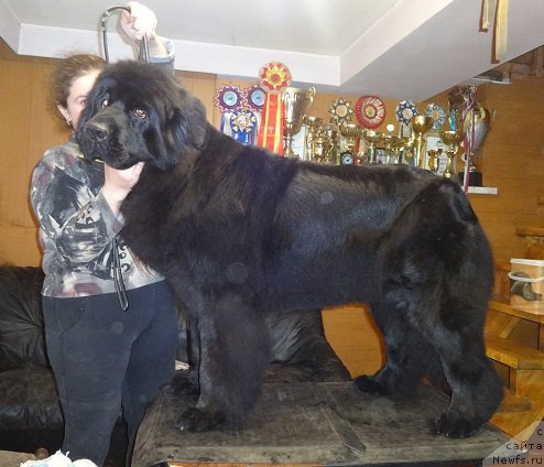 Фото: ньюфаундленд Ньюфорт Царская Дочь