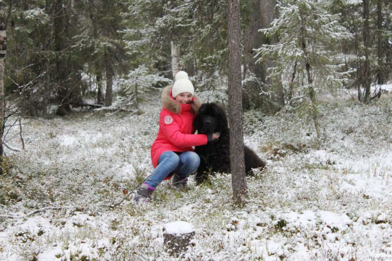 Фото: ньюфаундленд Черная Мафия Шаке анд Плау (Chernaya Mafia Shake and Play)