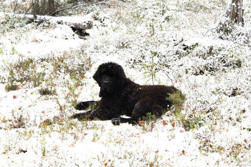 Фото: ньюфаундленд Черная Мафия Шаке анд Плау (Chernaya Mafia Shake and Play)