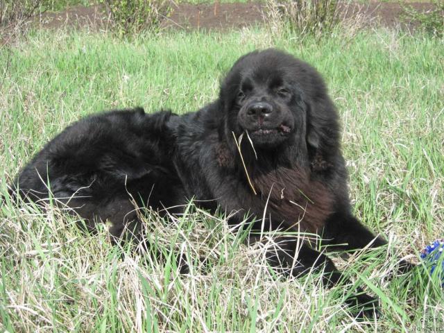 Фото: ньюфаундленд Брюс Мистер Ньюф (Bryus Mister Newf)