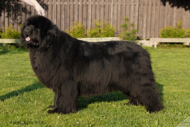 Фото: ньюфаундленд Сент Джонс Роуз фо Ми (Sent Djons Rose for Me)