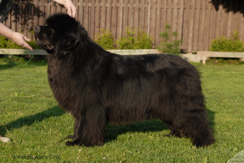 Фото: ньюфаундленд Сент Джонс Роуз фо Ми (Sent Djons Rose for Me)