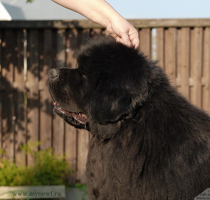Фото: ньюфаундленд Сент Джонс Роуз фо Ми (Sent Djons Rose for Me)
