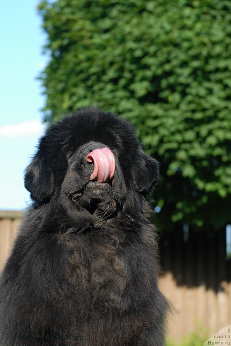 Фото: ньюфаундленд Сент Джонс Роуз фо Ми (Sent Djons Rose for Me)