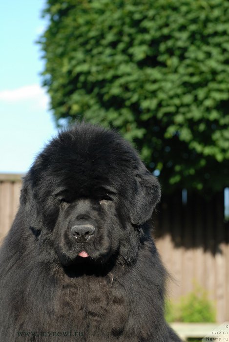 Фото: ньюфаундленд Сент Джонс Роуз фо Ми (Sent Djons Rose for Me)