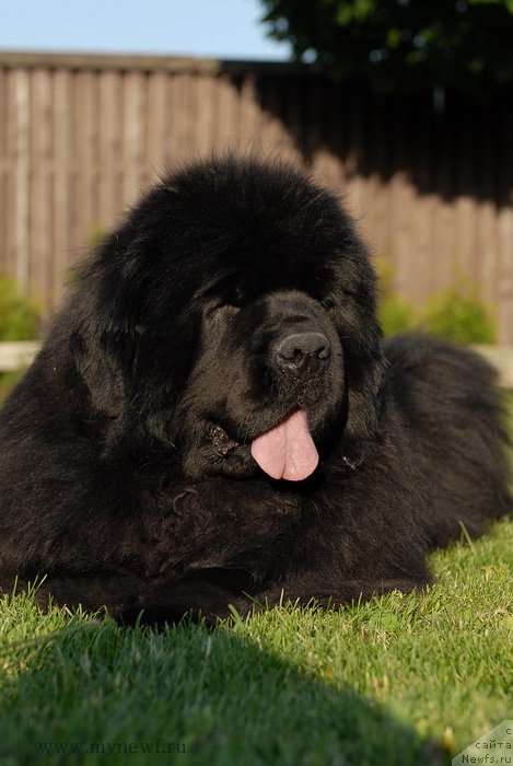 Фото: ньюфаундленд Сент Джонс Роуз фо Ми (Sent Djons Rose for Me)