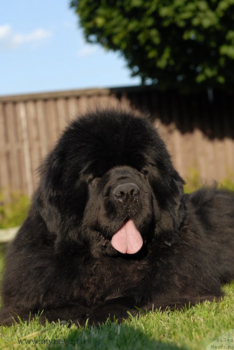 Фото: ньюфаундленд Сент Джонс Роуз фо Ми (Sent Djons Rose for Me)