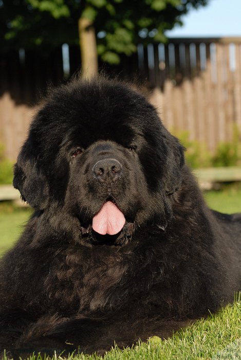 Фото: ньюфаундленд Сент Джонс Роуз фо Ми (Sent Djons Rose for Me)