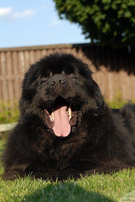 Фото: ньюфаундленд Сент Джонс Роуз фо Ми (Sent Djons Rose for Me)