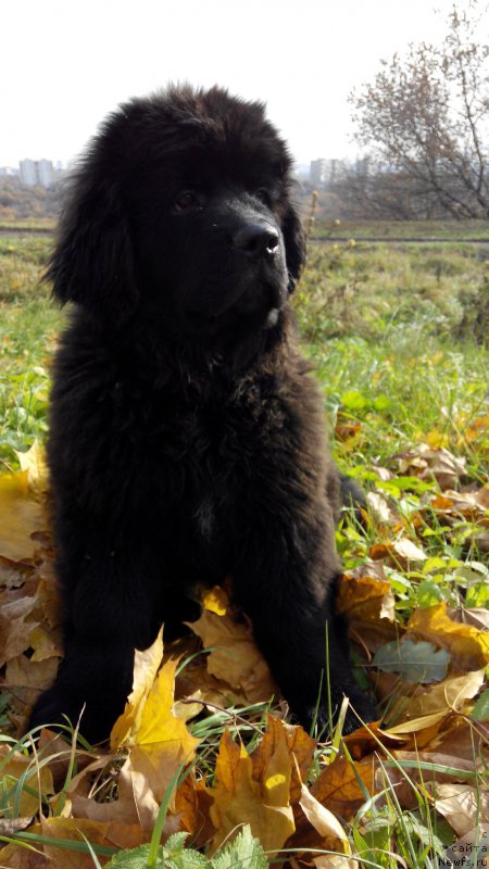 Фото: ньюфаундленд Браунблад МСК Харрикейн Хиггенс (Brownblood MSK Harricane Higgins)