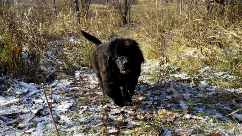 Фото: ньюфаундленд Браунблад МСК Харрикейн Хиггенс (Brownblood MSK Harricane Higgins)