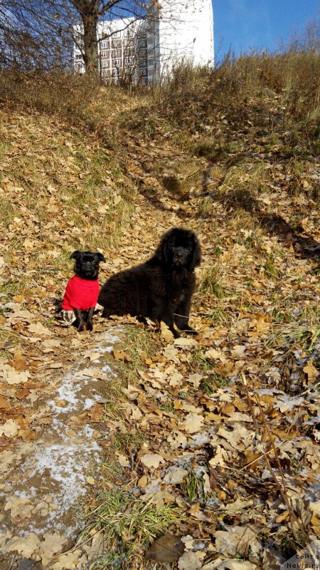 Фото: ньюфаундленд Браунблад МСК Харрикейн Хиггенс (Brownblood MSK Harricane Higgins)