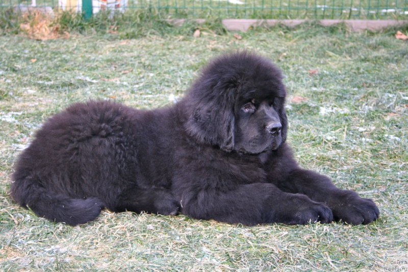 Фото: ньюфаундленд Блуминг Роуз (Blooming Rose)