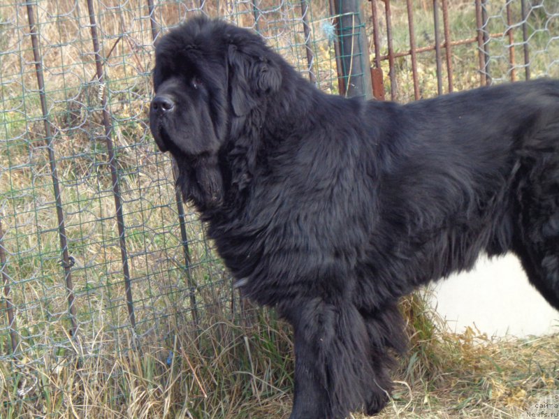 Фото: ньюфаундленд Супер Премиум Микадо (Super Premium Mikado)