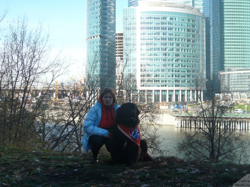 Фото: ньюфаундленд Ван Лен Тайм Орнетта