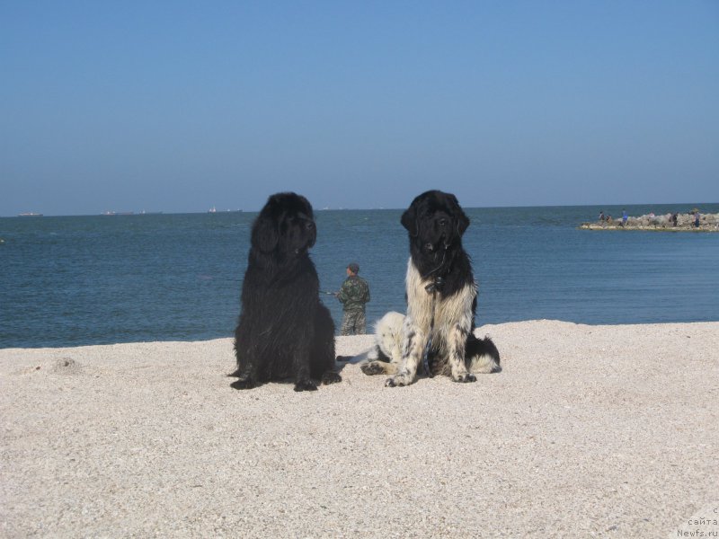 Фото: ньюфаундленд Бегущая по Волнам Византия де Люкс, ньюфаундленд Кипер Соул Найс Гай (Keeper Soul Nice Guy)