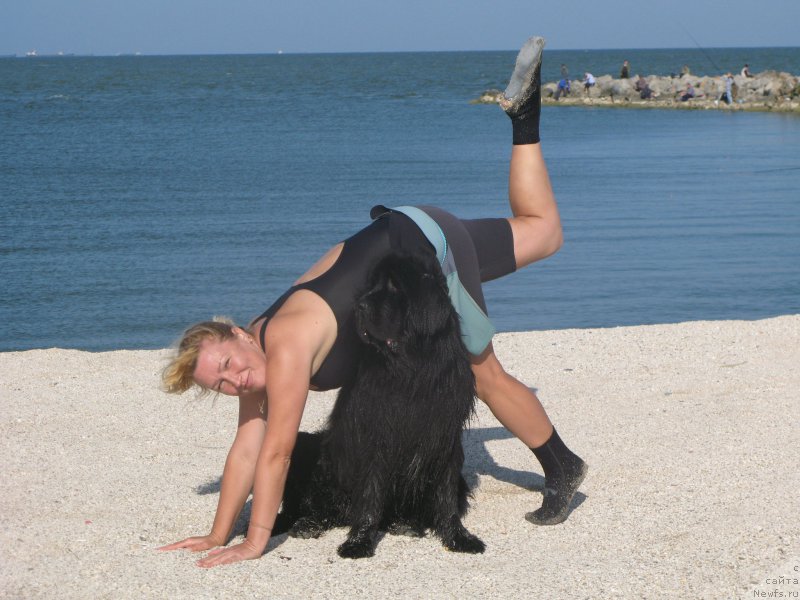 Фото: ньюфаундленд Бегущая по Волнам Византия де Люкс