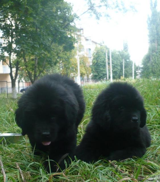 Фото: ньюфаундленд Элегия Моря, ньюфаундленд Энергия Океана