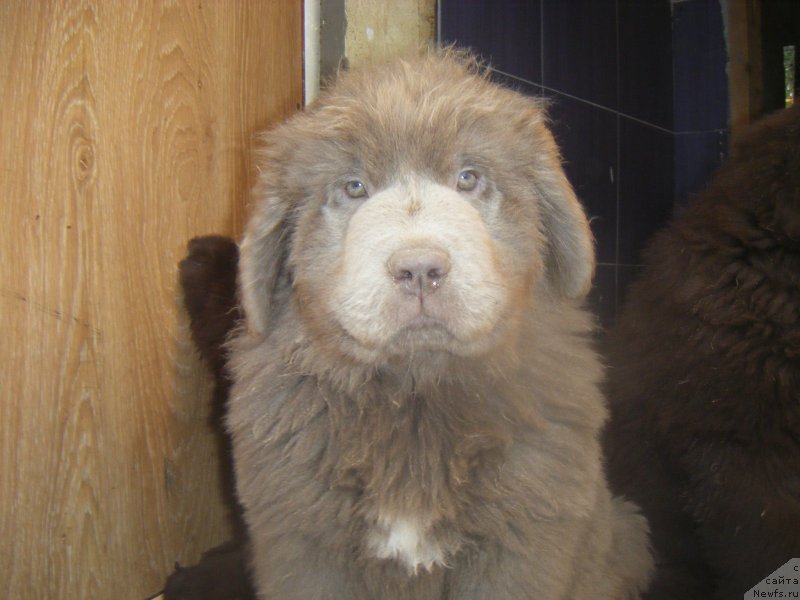 Фото: ньюфаундленд Ezhevika Lilovaya Yagodka Super Mishka