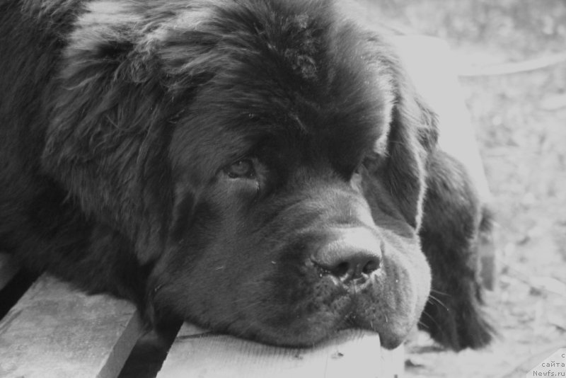 Фото: ньюфаундленд Черная Мафия Муст Хаве (Chernaya Mafia Must Have)